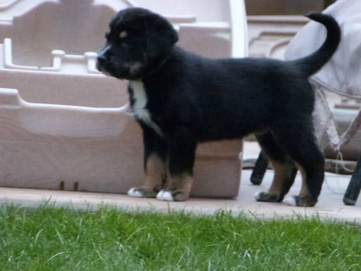 chinook dog